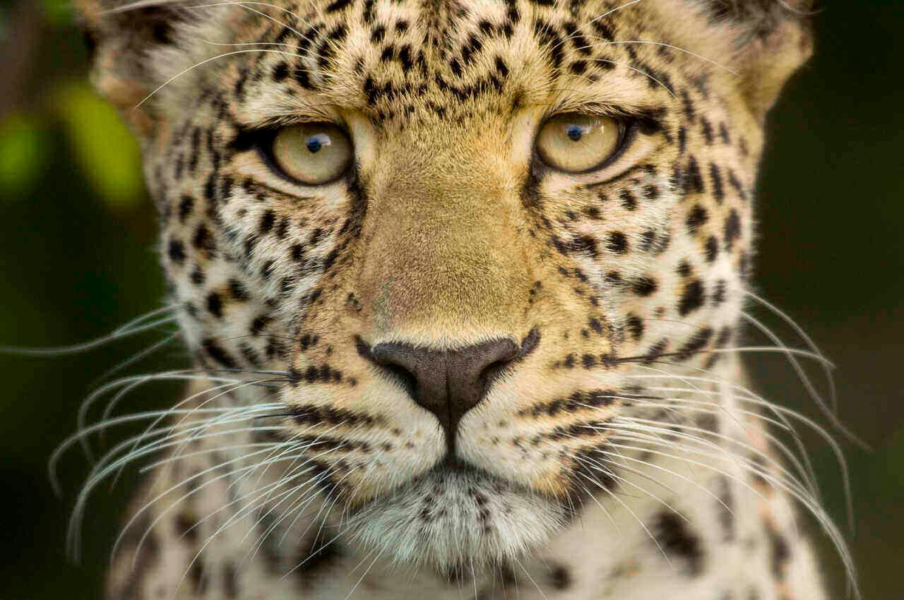 Leopard in the serengeti national reserve